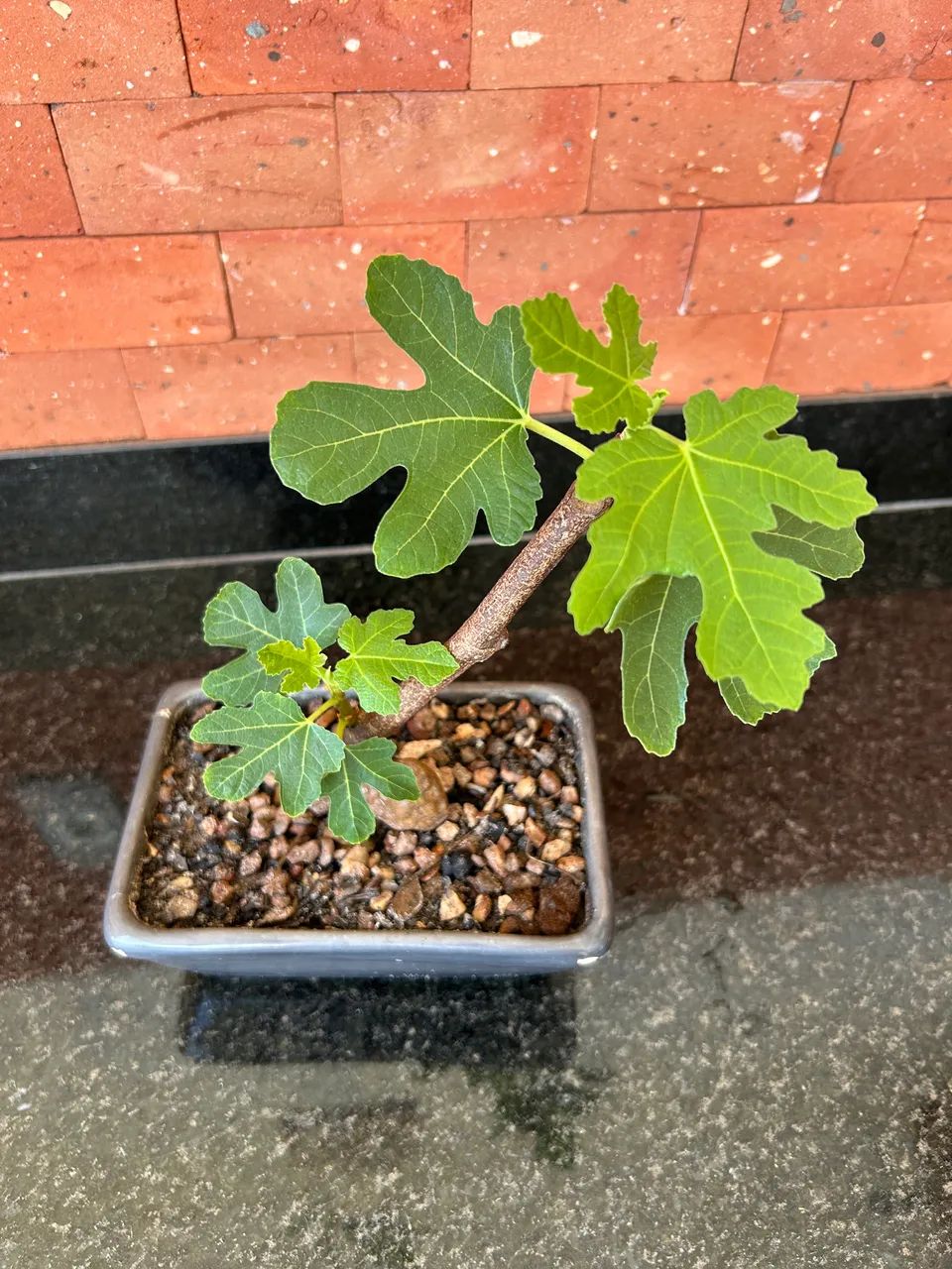 Bonsai figo