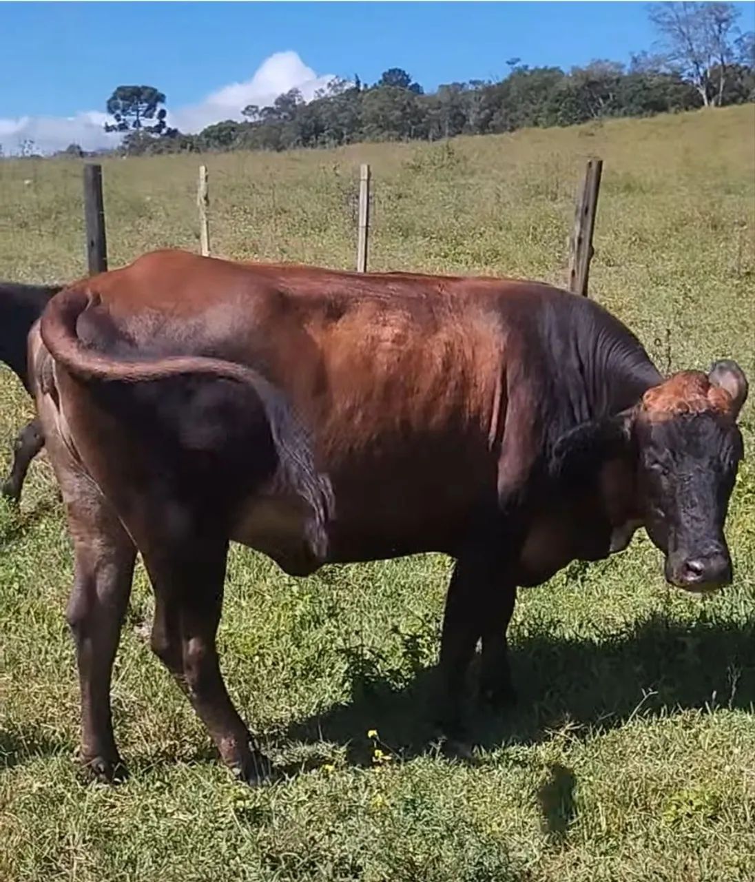 Vaca de leite  - Foto 4