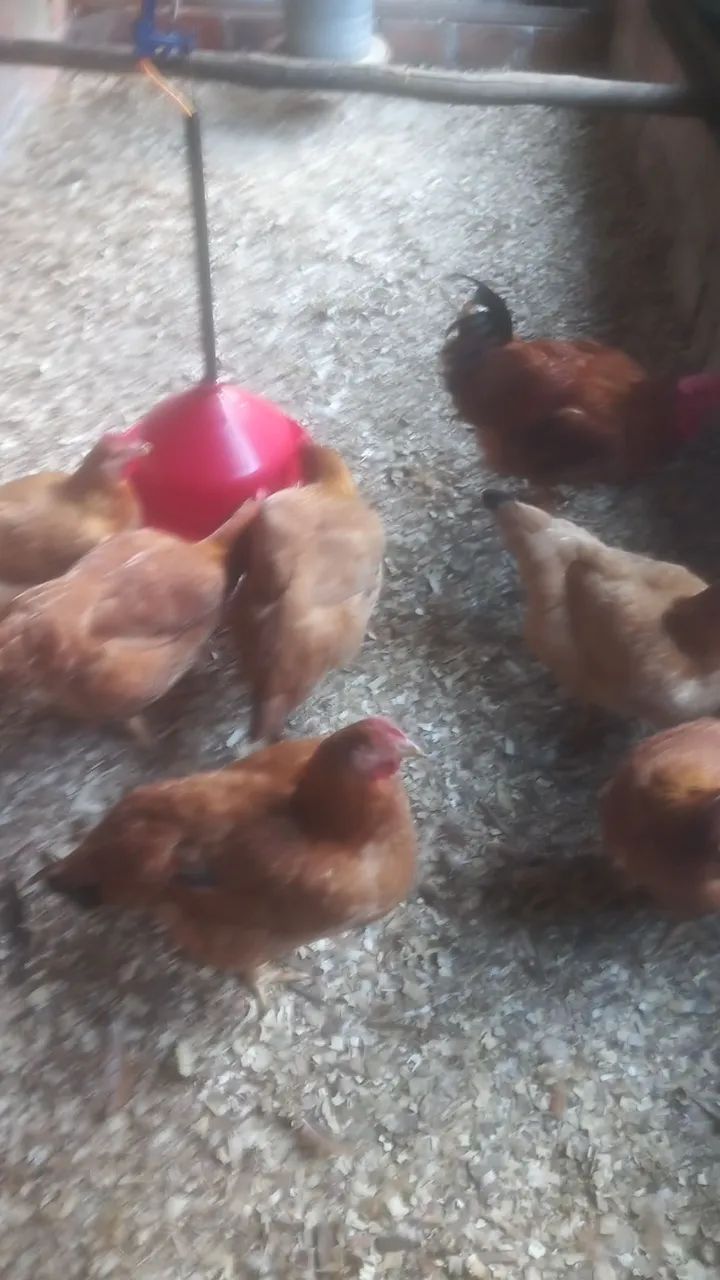 Venda de galinha - Foto 4