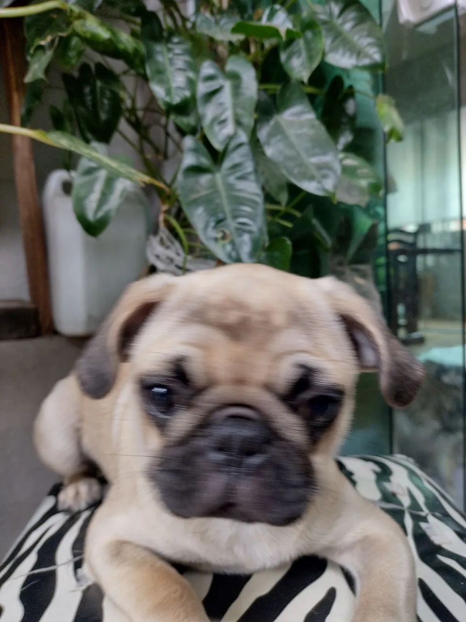 Pug - Foto 2