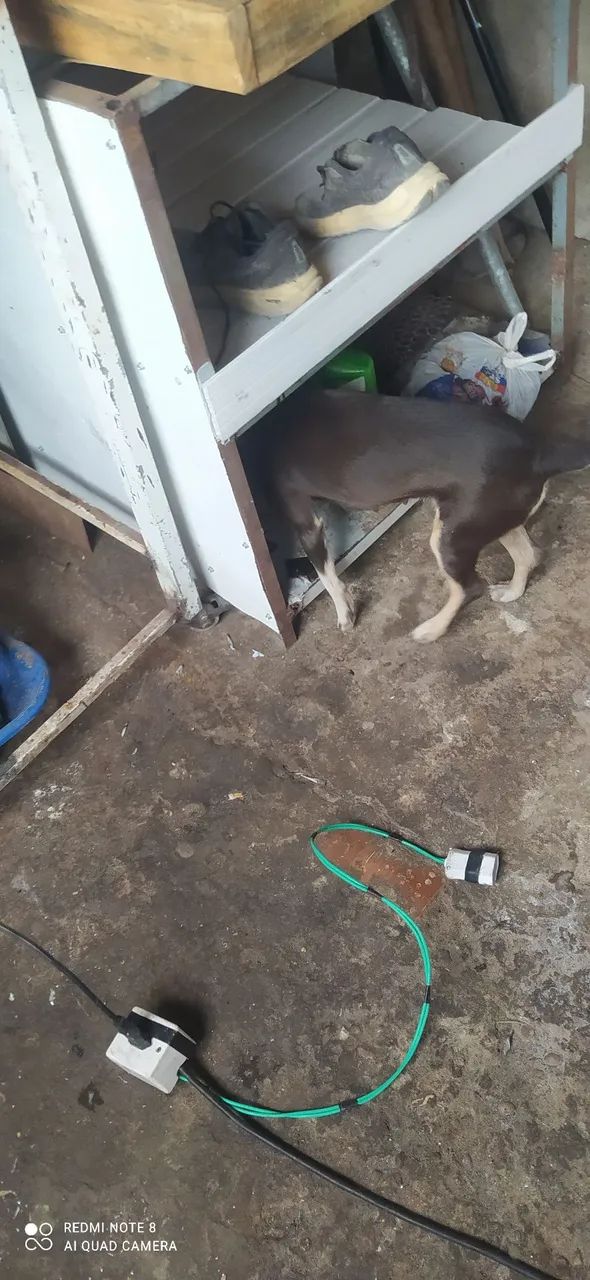 vadela rachada com pintch - Foto 4