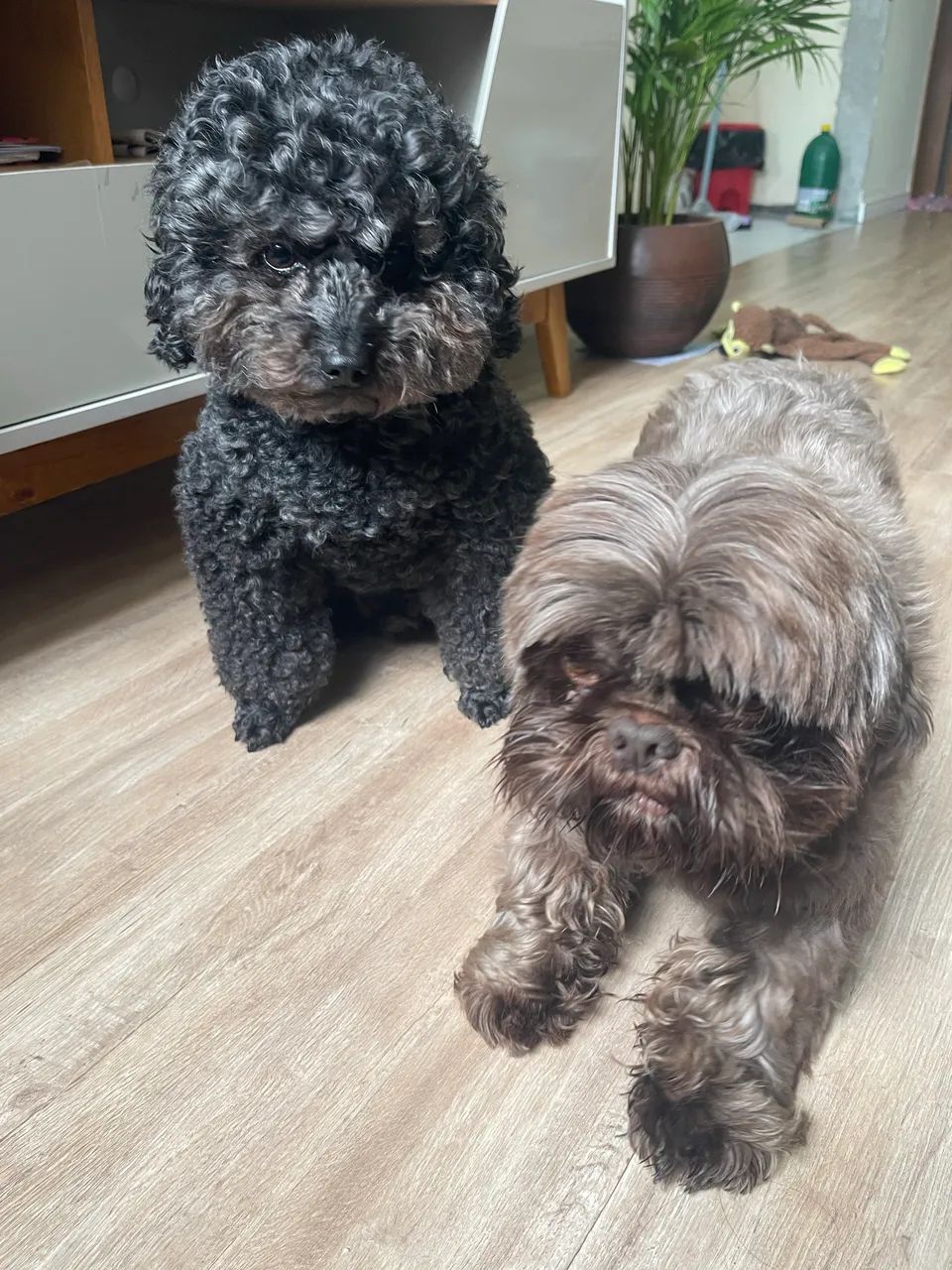 DOAÇÃO CONSCIENTE - POODLE E SHITZU MACHO - Foto 3