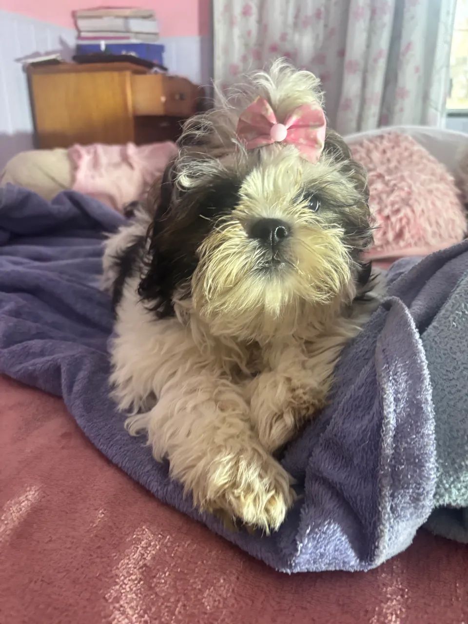 Shih tzu - Foto 4