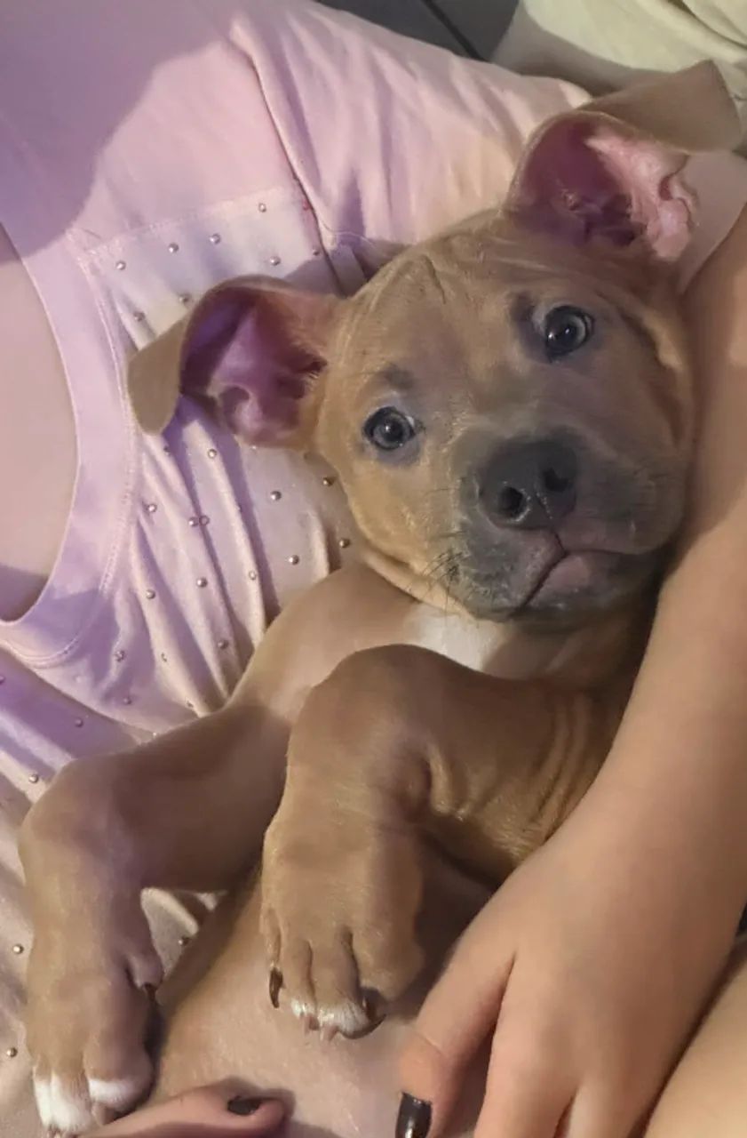 American Bully Pocket - Foto 2