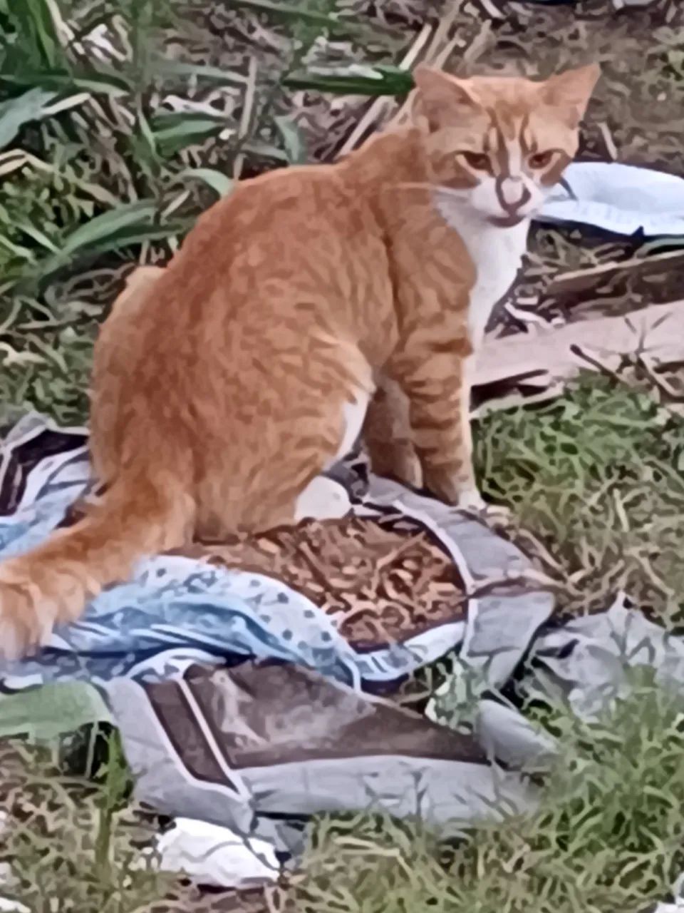 Adoção Responsável  - Foto 4