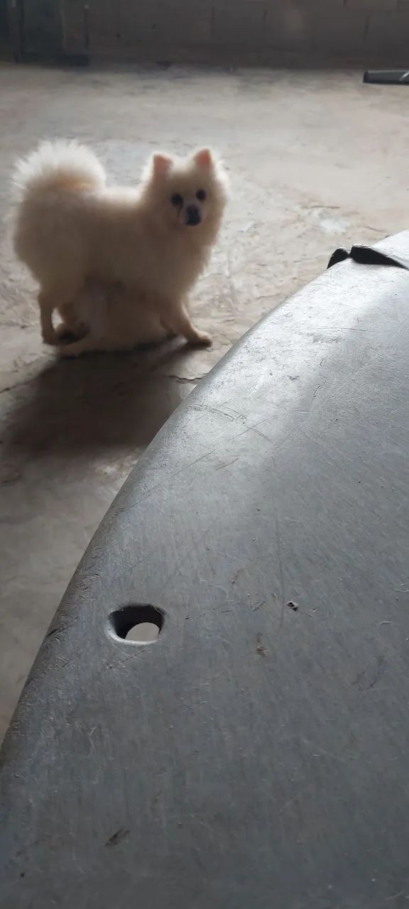 Lulu 