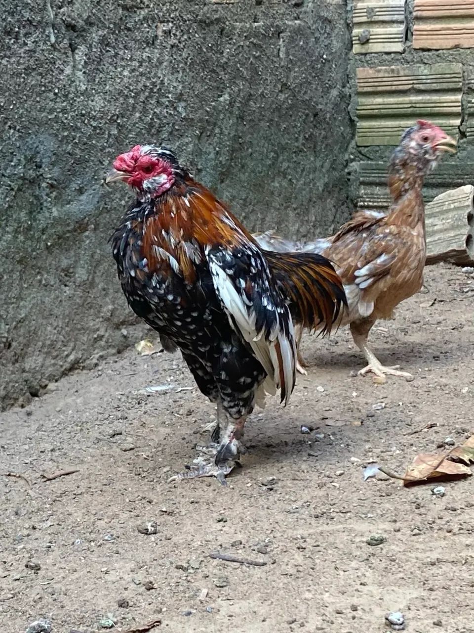Vende-se casal Garnize (nanico) - Foto 2