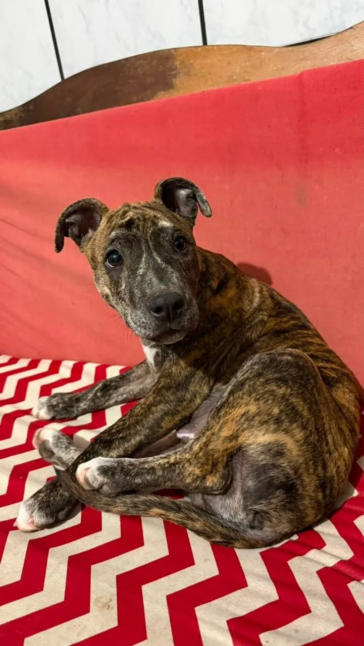 Doação de Cachorro - Foto 4