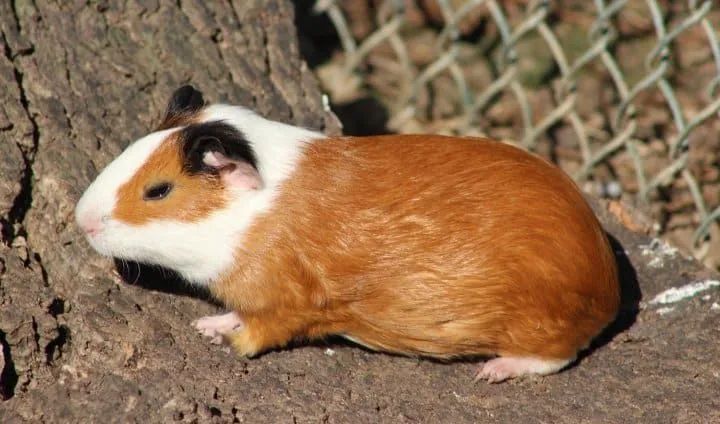 Porquinho da índia  - Foto 4