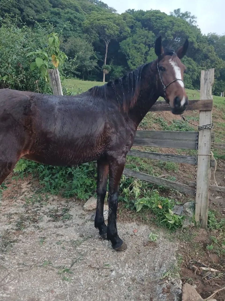 Cavalo mangalarga 