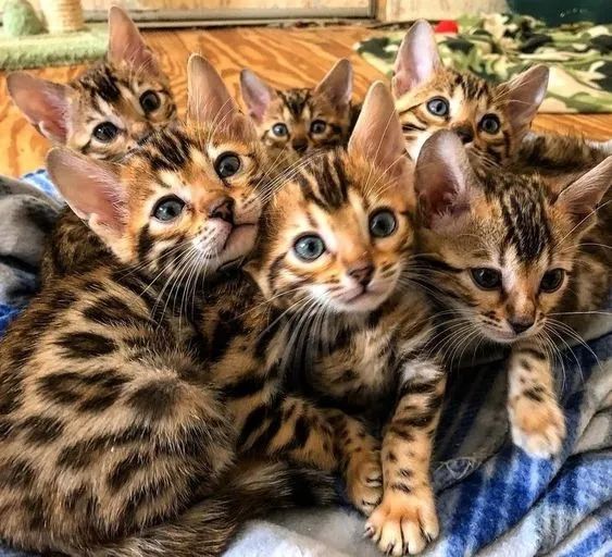 Bengal Amorosos