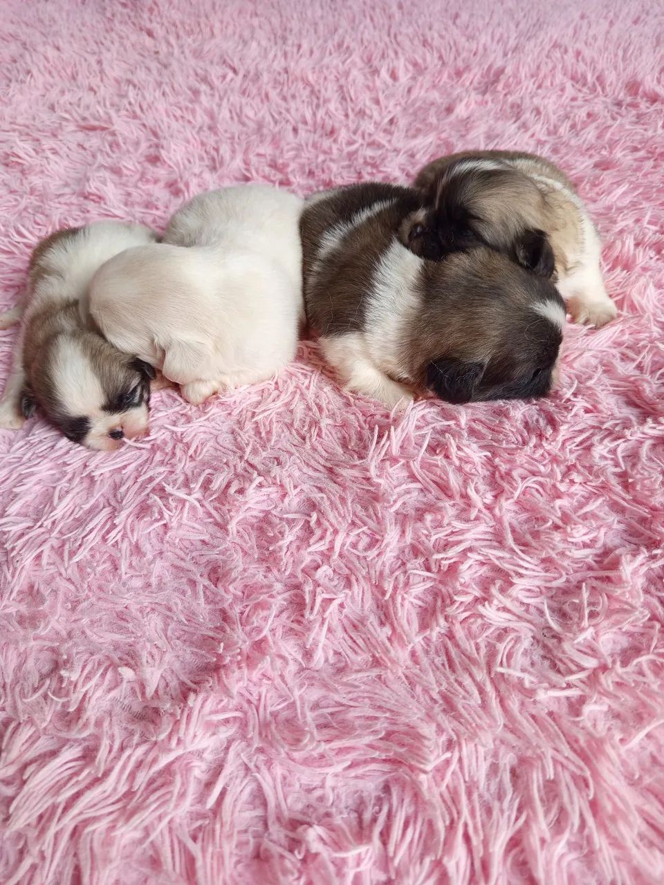 Lindos Cachorrinho da Raça pequinês  - Foto 4