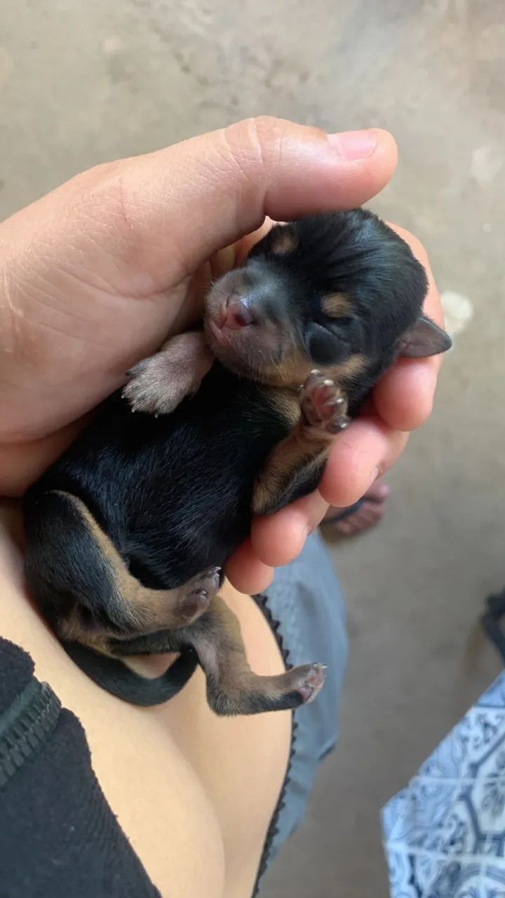 Filhote de Pinscher 01 - Foto 2