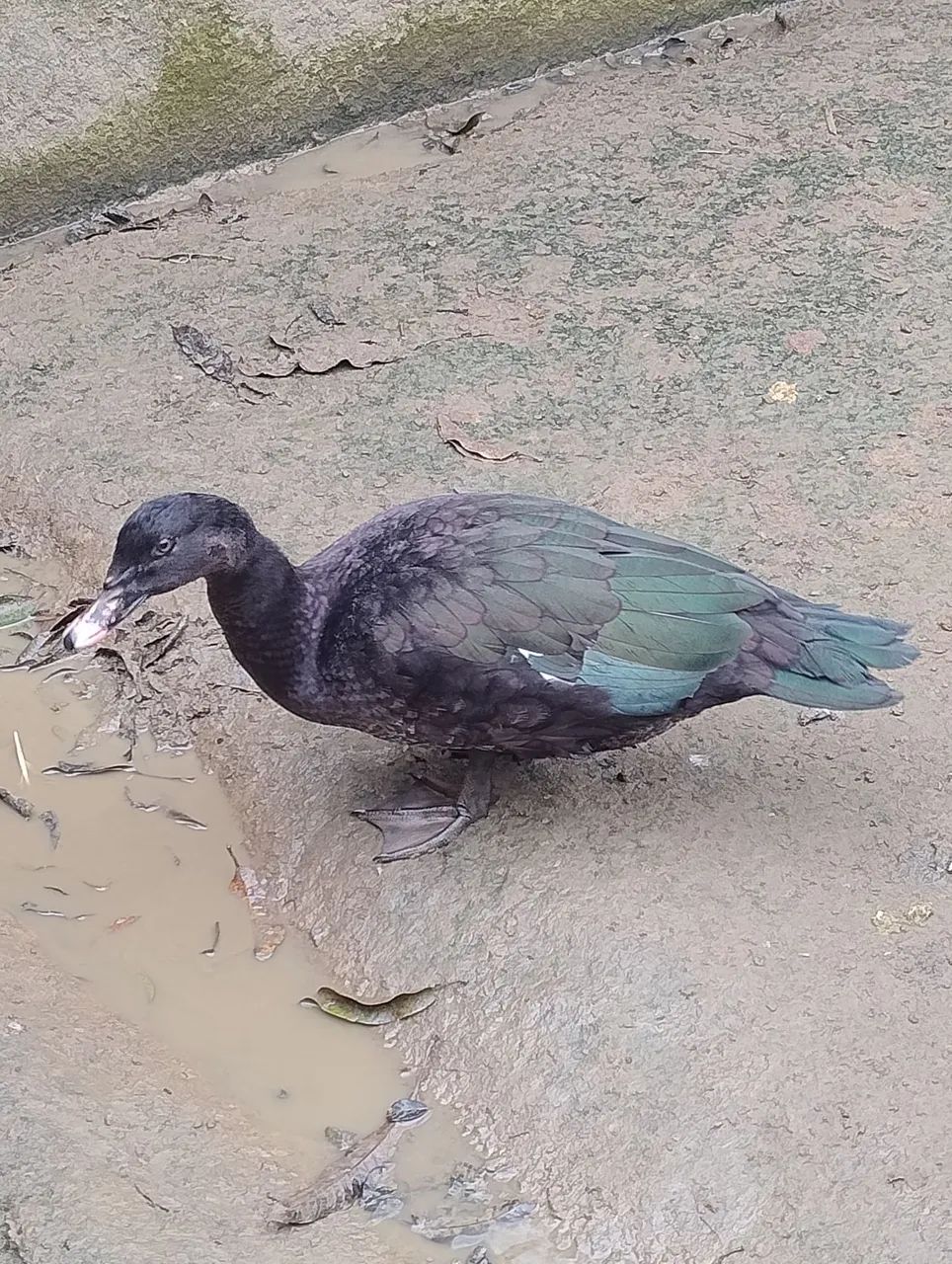PATOS JOVENS E SAUDÁVEIS 