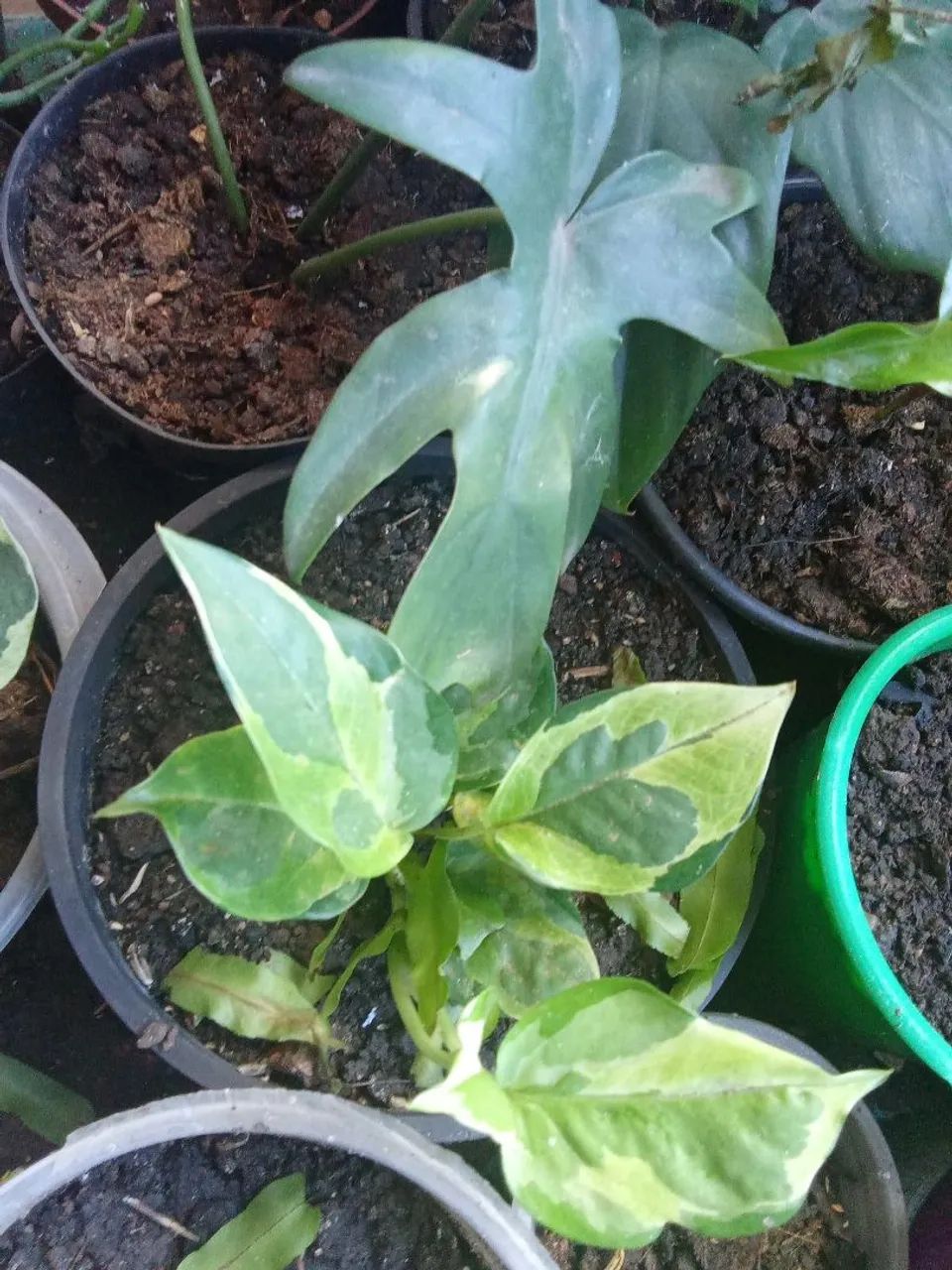 Plantas  - Foto 3