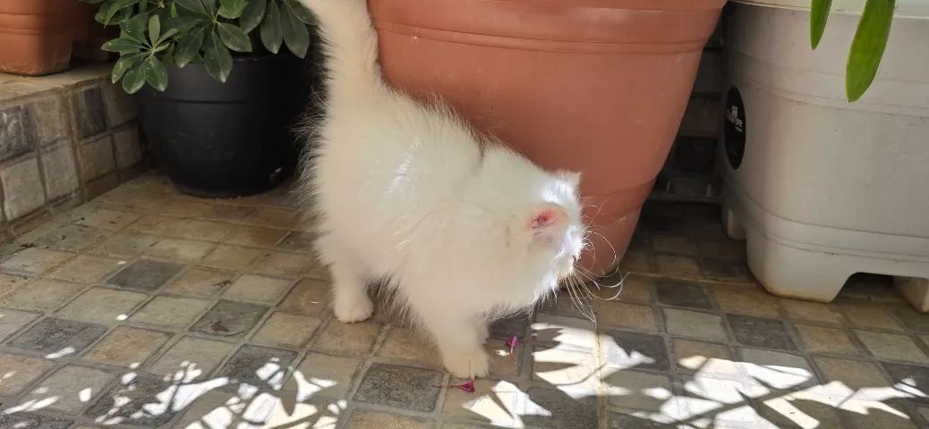 Filhote de PERSA Himalaio olhos azuis - Foto 4