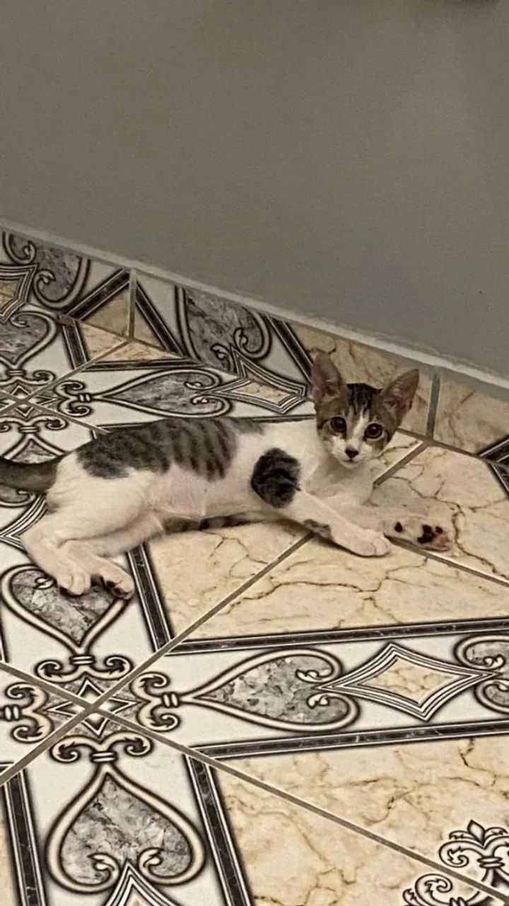 Gato para adoção - Foto 4