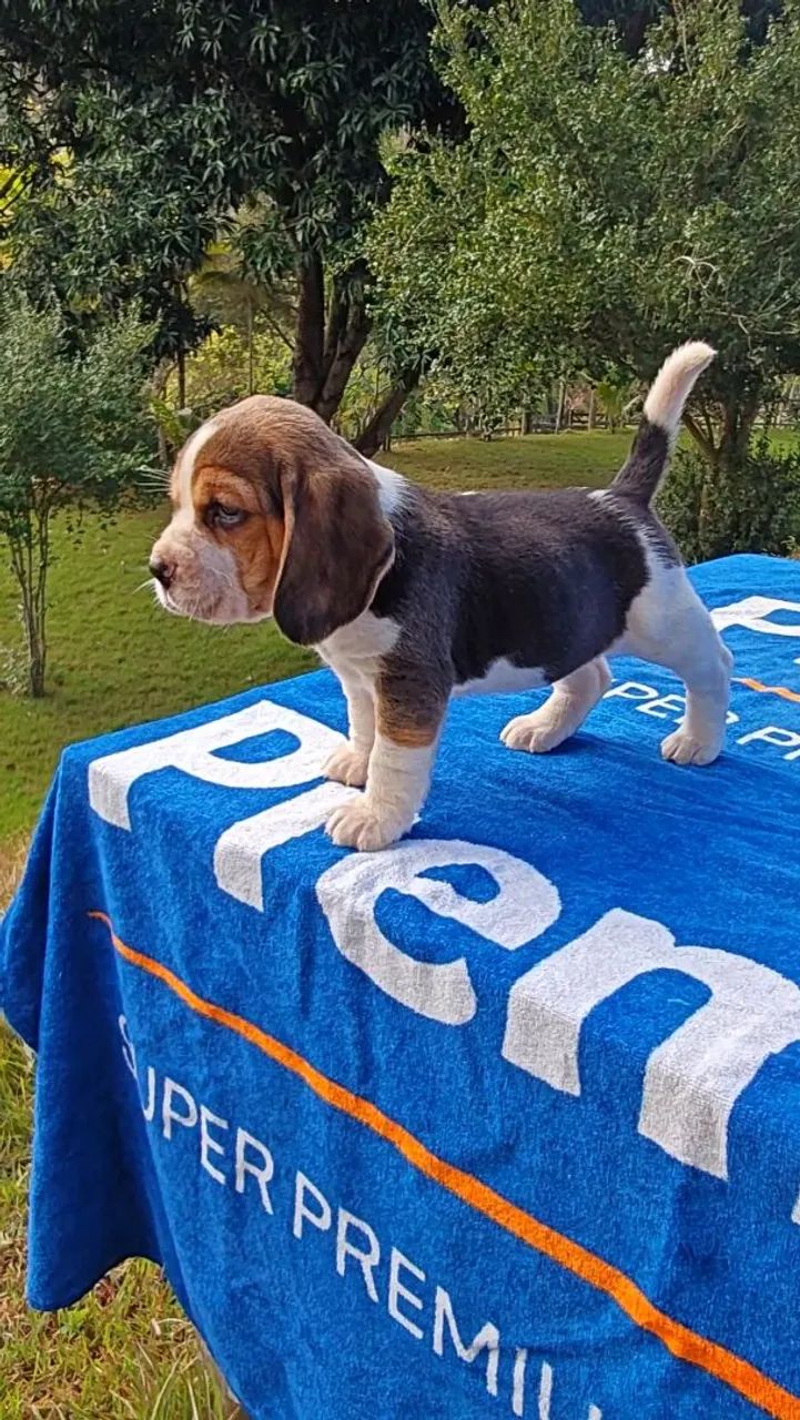 Belíssimos filhotes de Beagle  - Foto 6