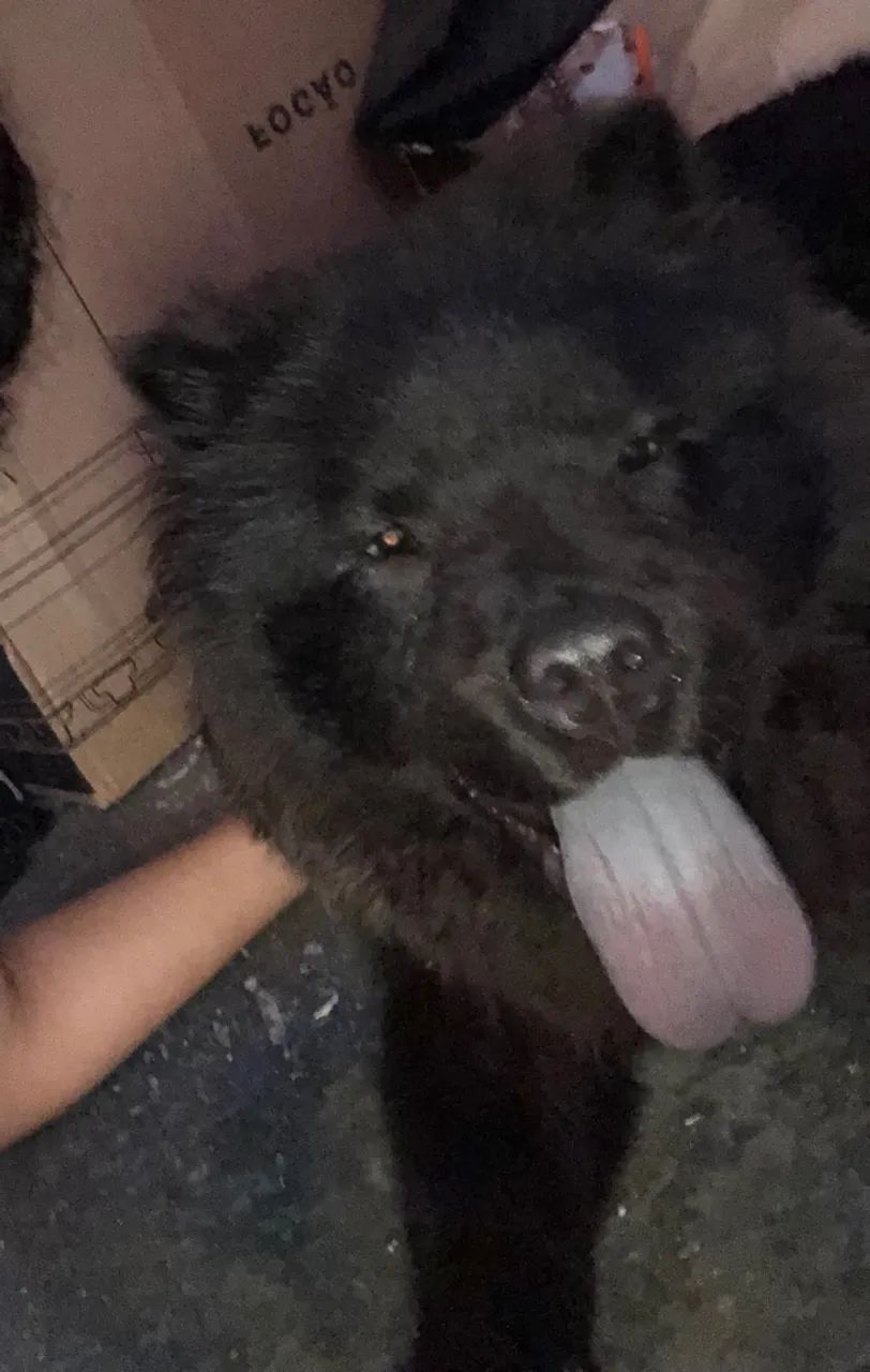Chow chow - Foto 3