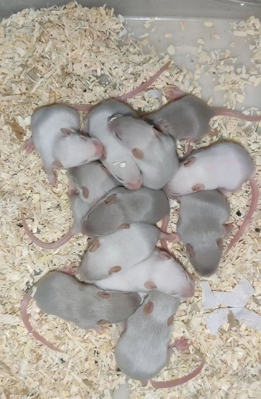 Camundongos aguardar desmame 