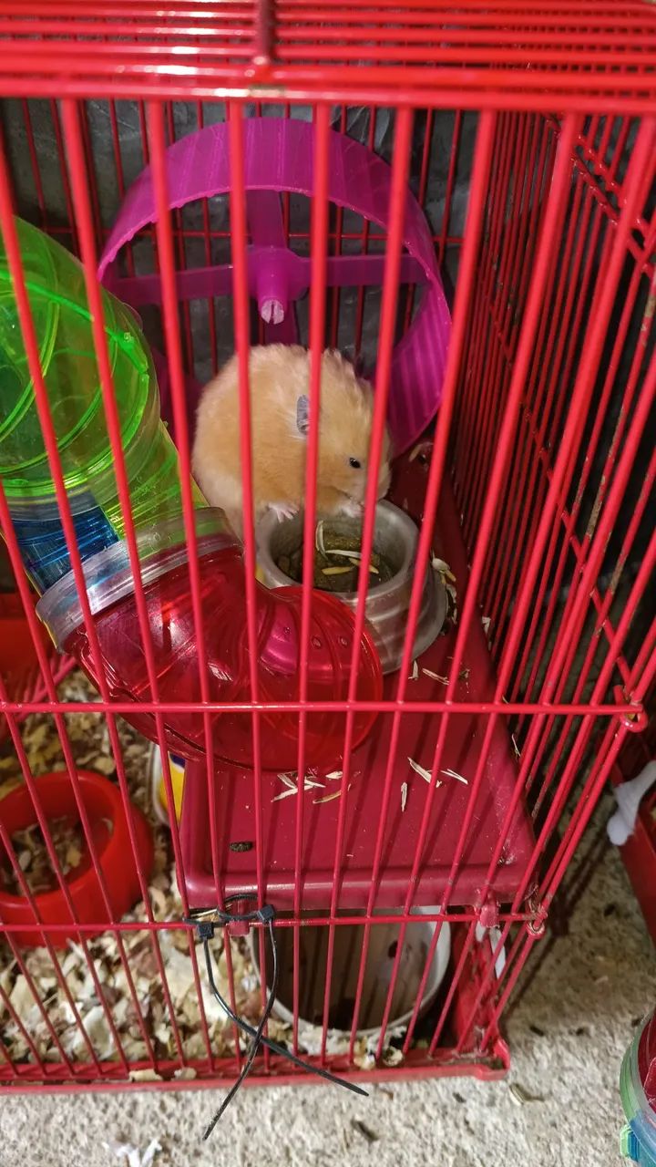 Hamester 