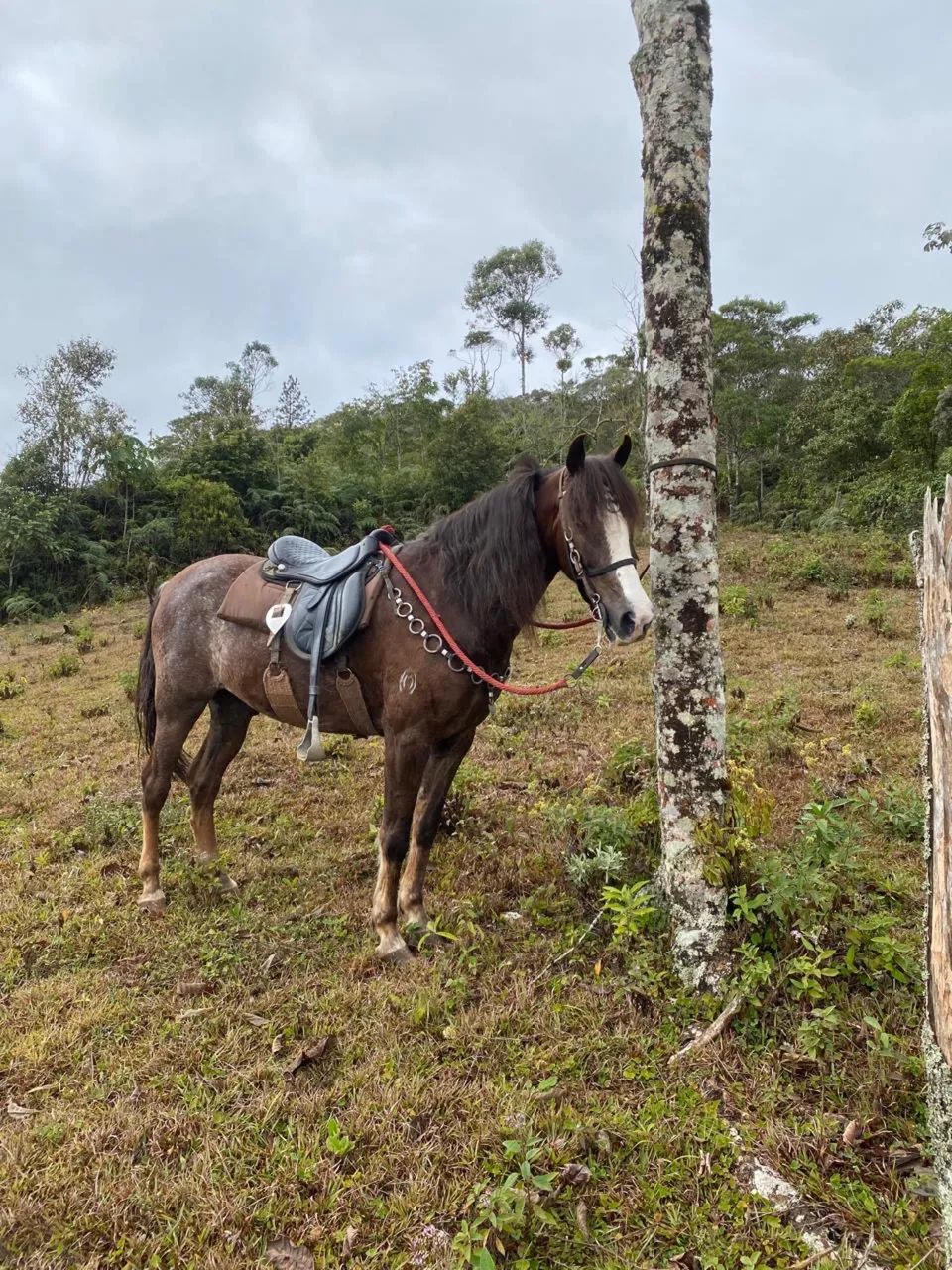 Cavalo 