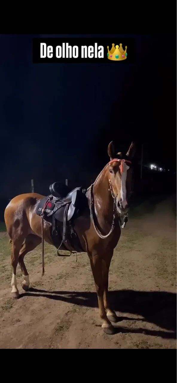 Vendo égua mangalarga marchador - Foto 4