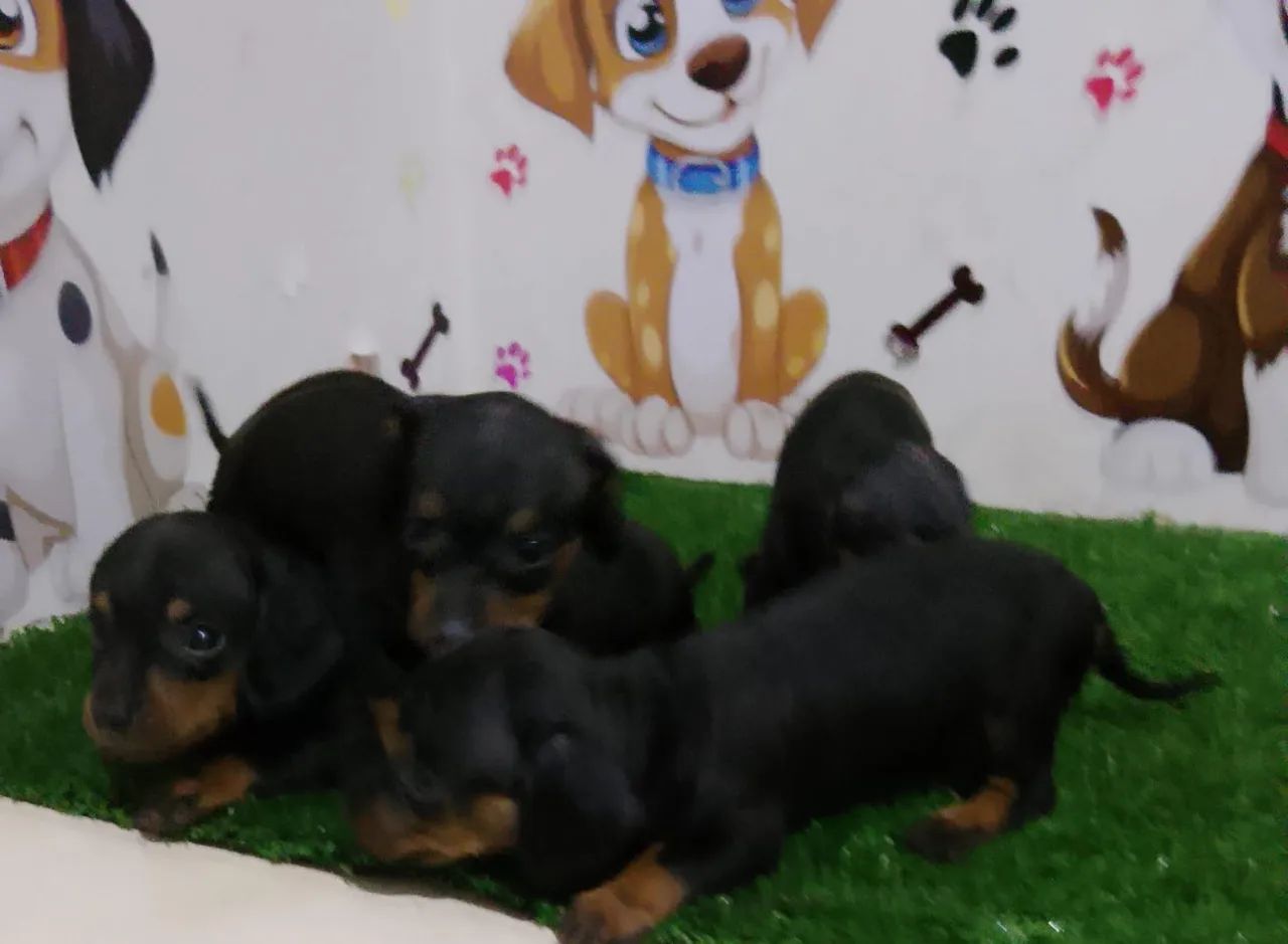 ? NINHADA DE DACHSHUND À VENDA ? - Foto 2