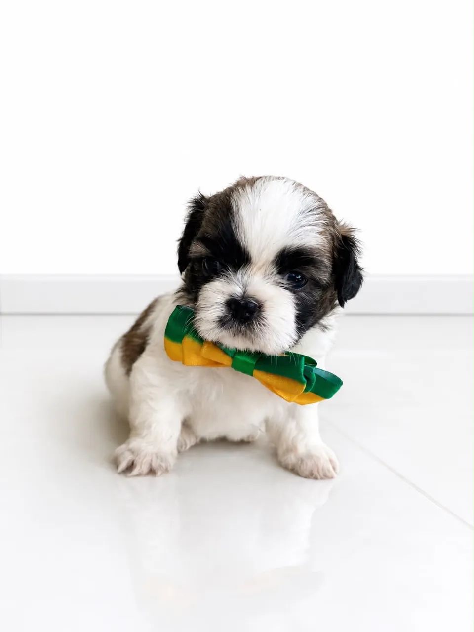 Shihtzu - Foto 4