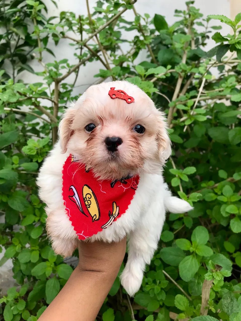 Shih Tzu macho com pedigree 