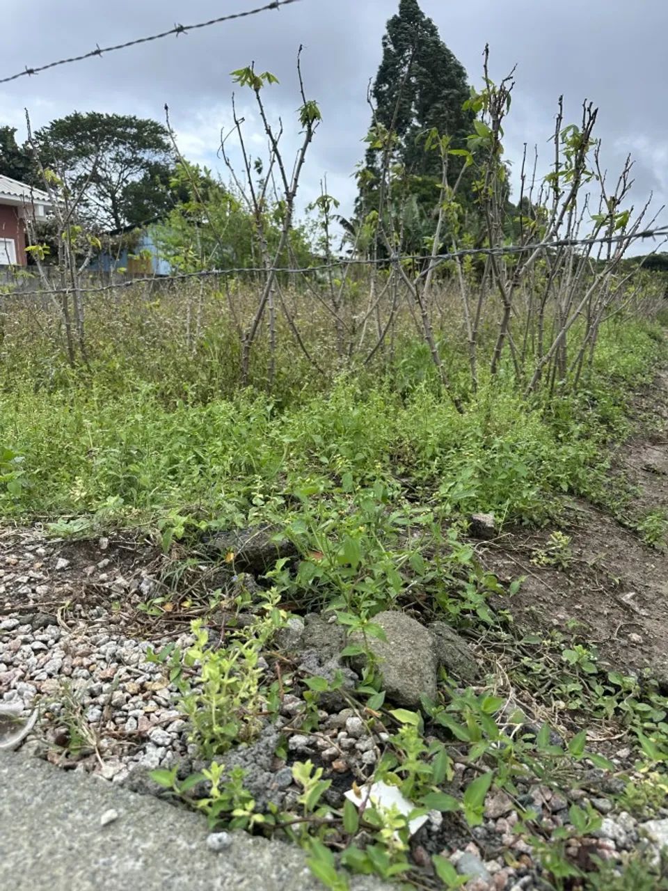 Lote para Venda em Paulo Lopes, Areias - Foto 4