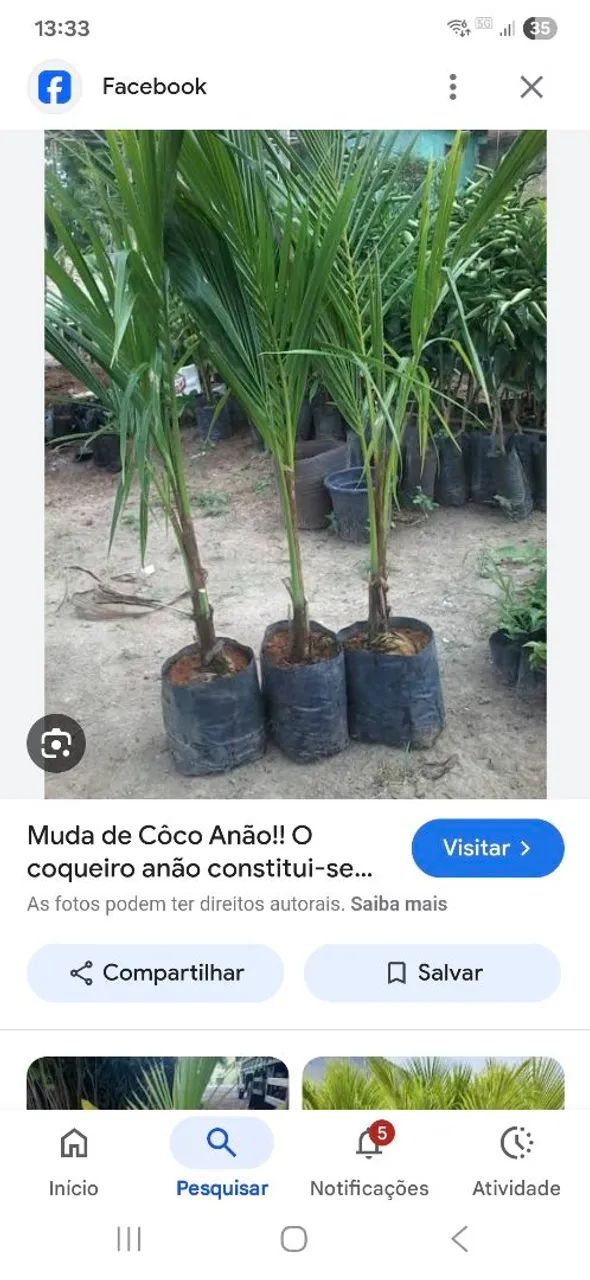 Mudas de coco não 