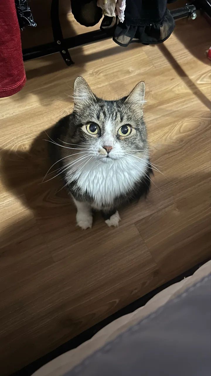 Duas gatinhas para adoção responsável  - Foto 2