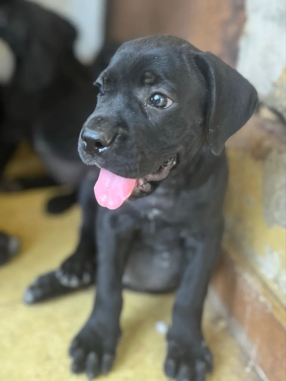 Cane Corso com Pedigree CBKC - Foto 6