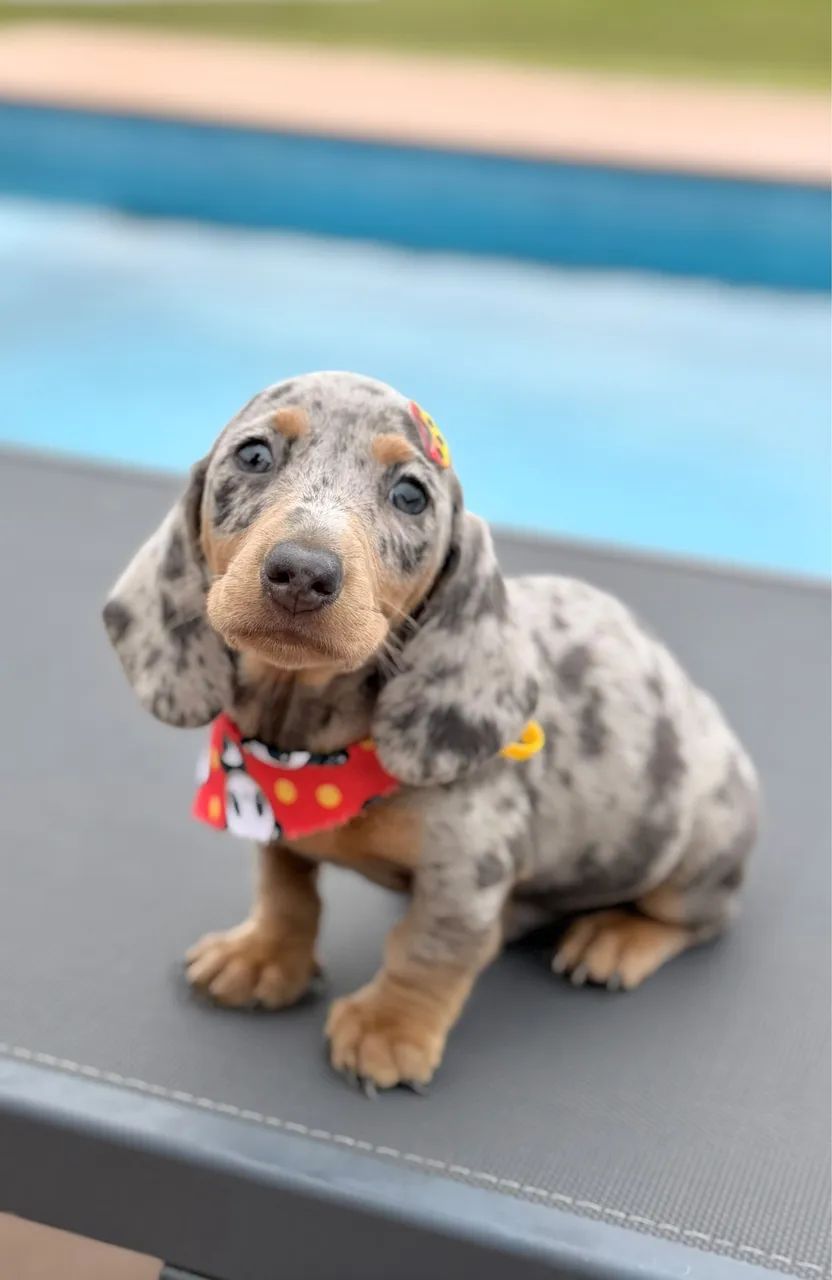 Dachshund linguicinha 