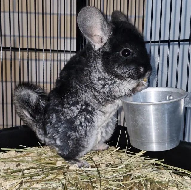 Chinchila Black Velvet macho 6 meses