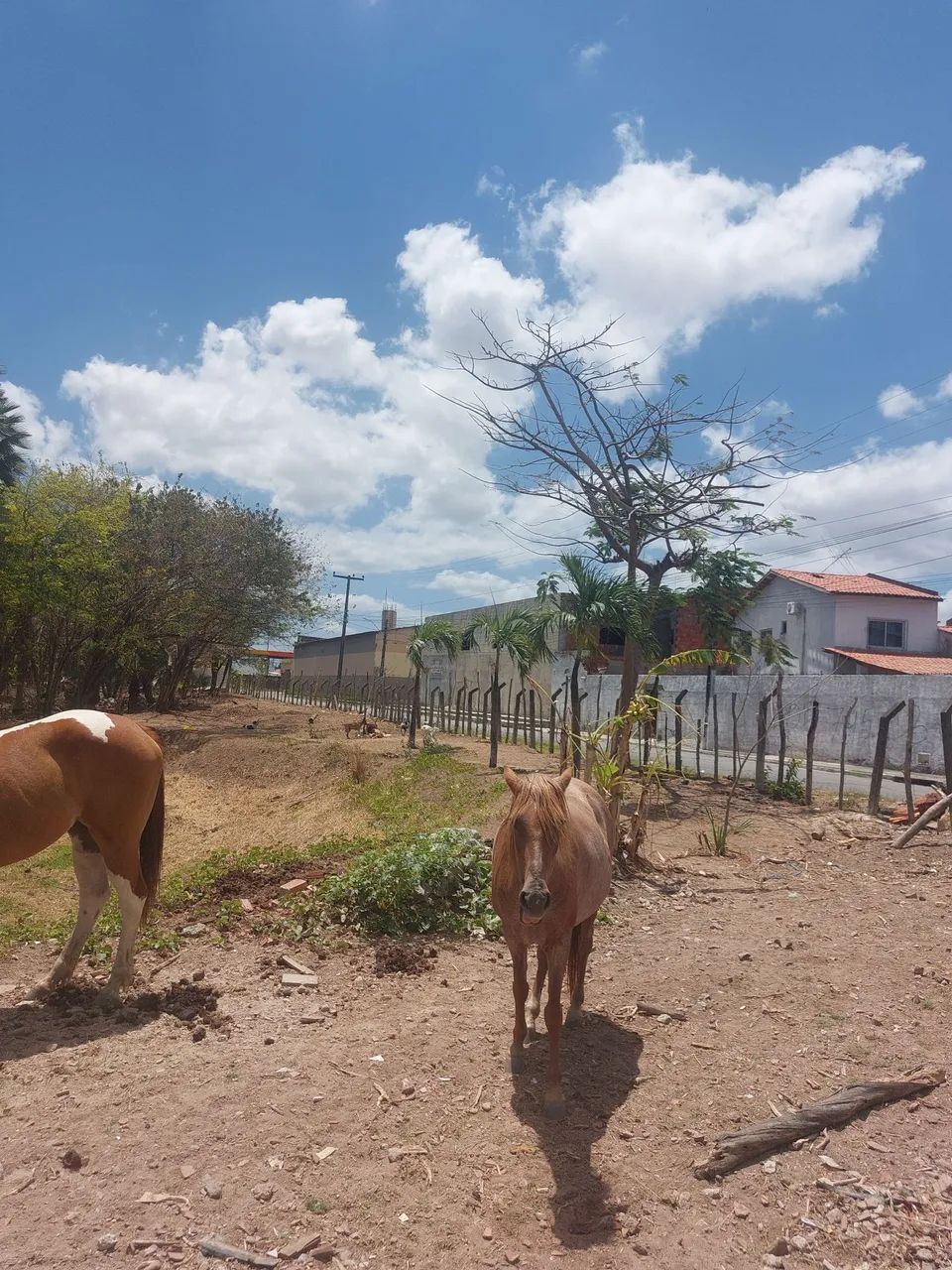 Eguas  - Foto 3