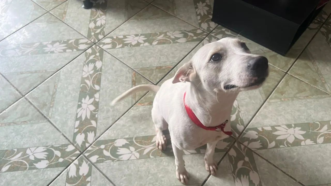 Doa-se cachorra lua - Foto 3