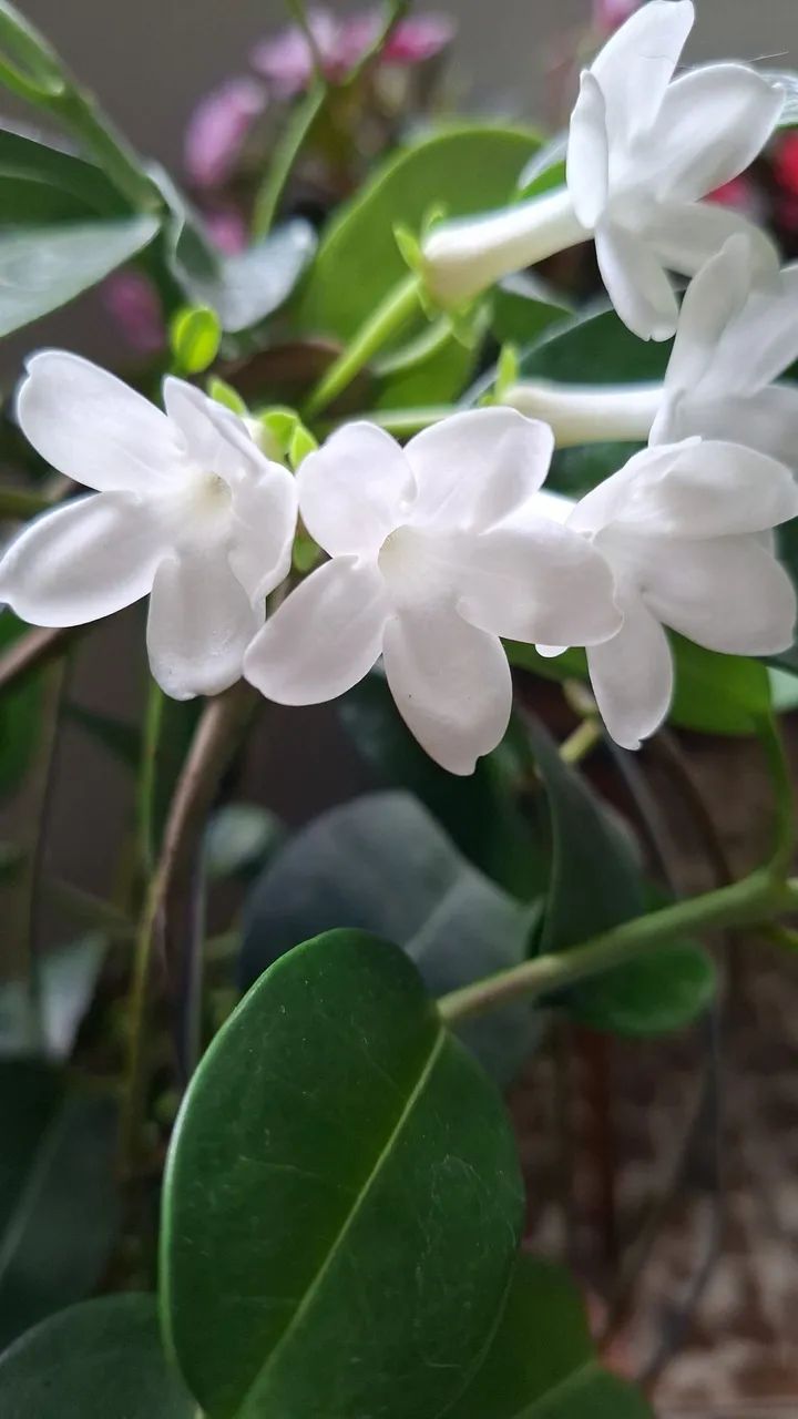 Jasmim de madagascar 