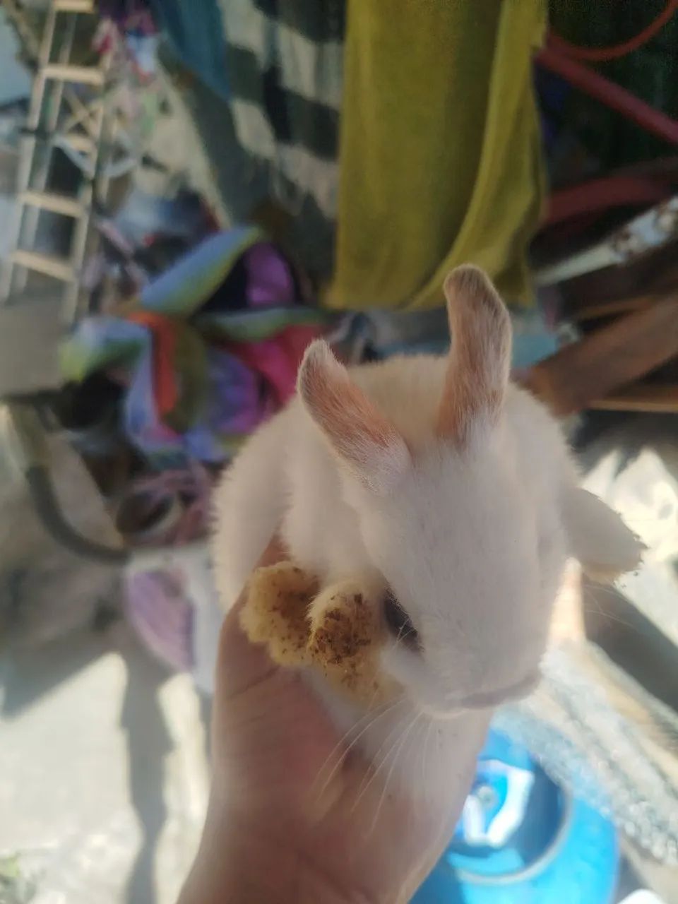 Coelhos lindos a venda - Foto 4