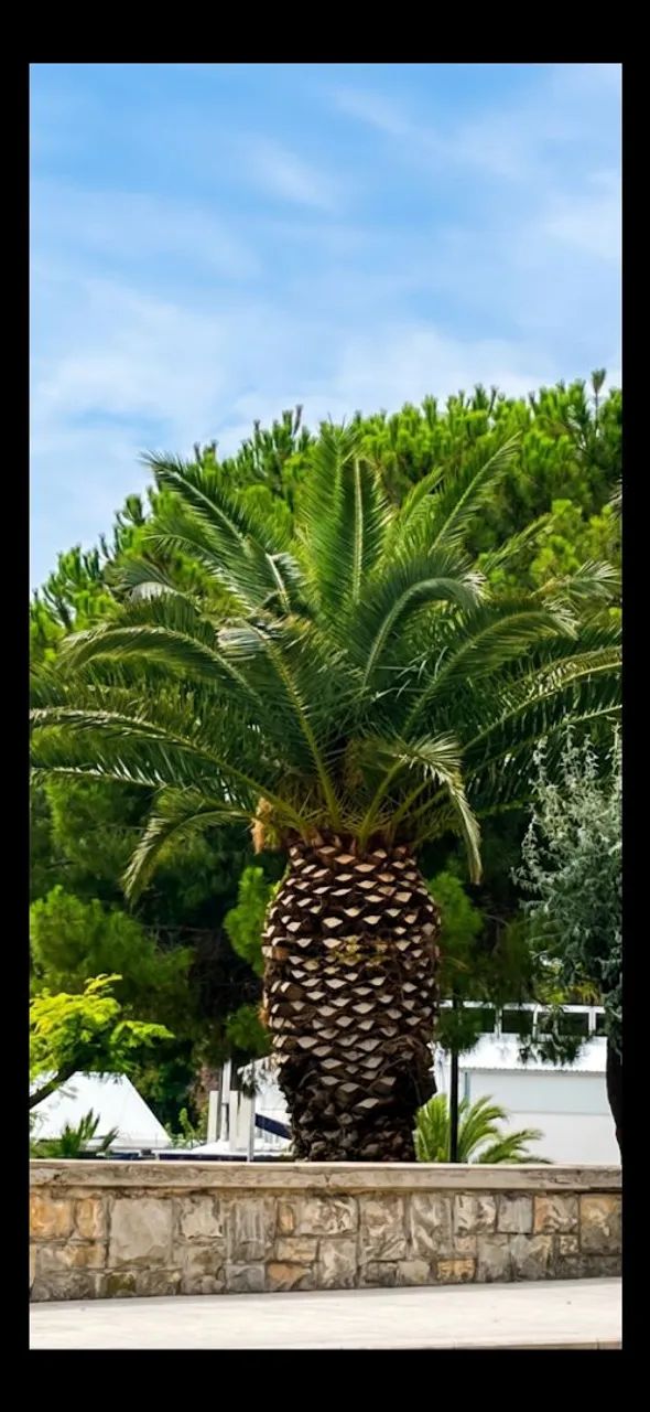 Palmeira catarinense mudas - Foto 2