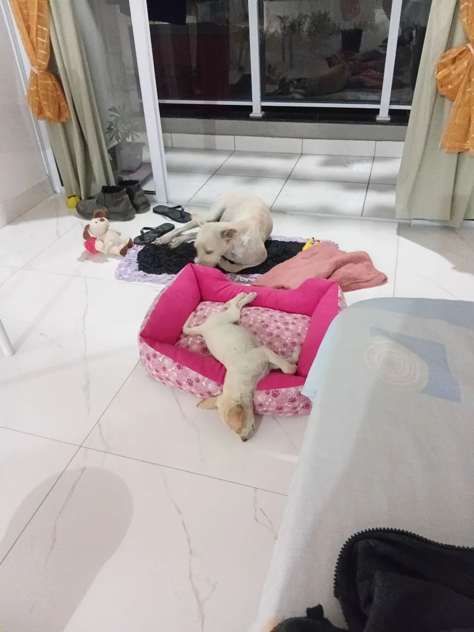 Adoção responsável  - Foto 4