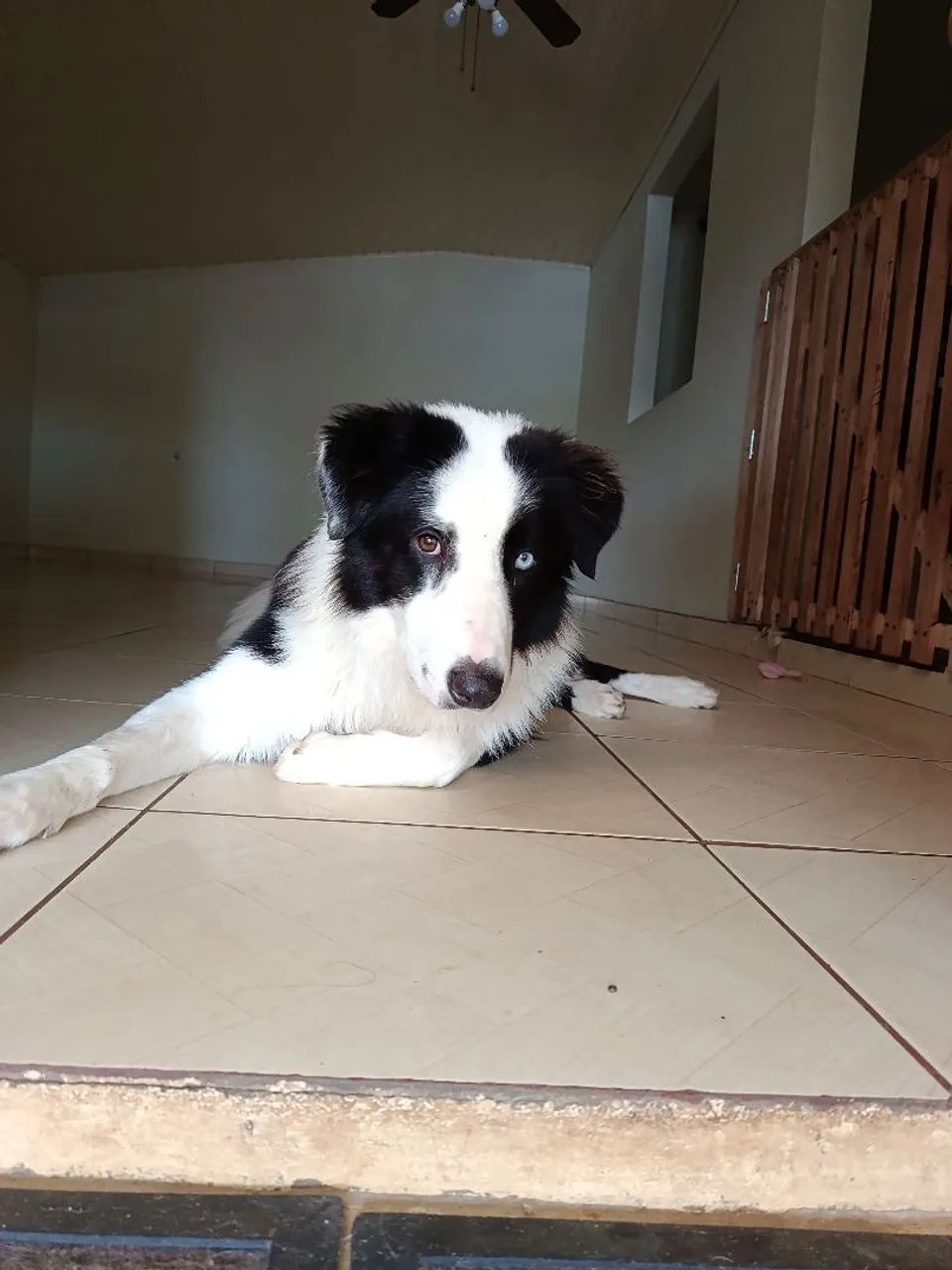 Macho boder collei pra cruzar  - Foto 2