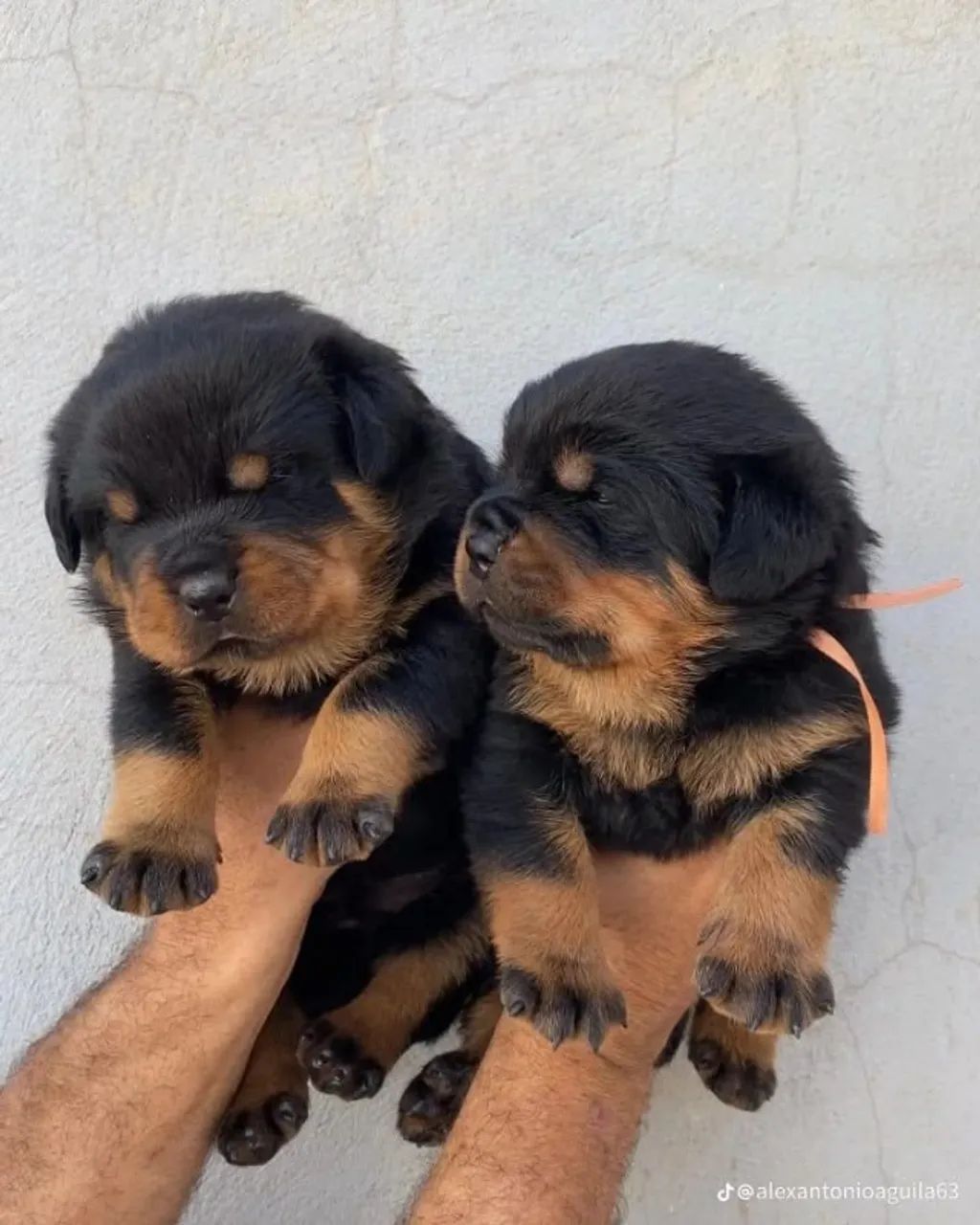 Rottweiler inteligente e protetor 