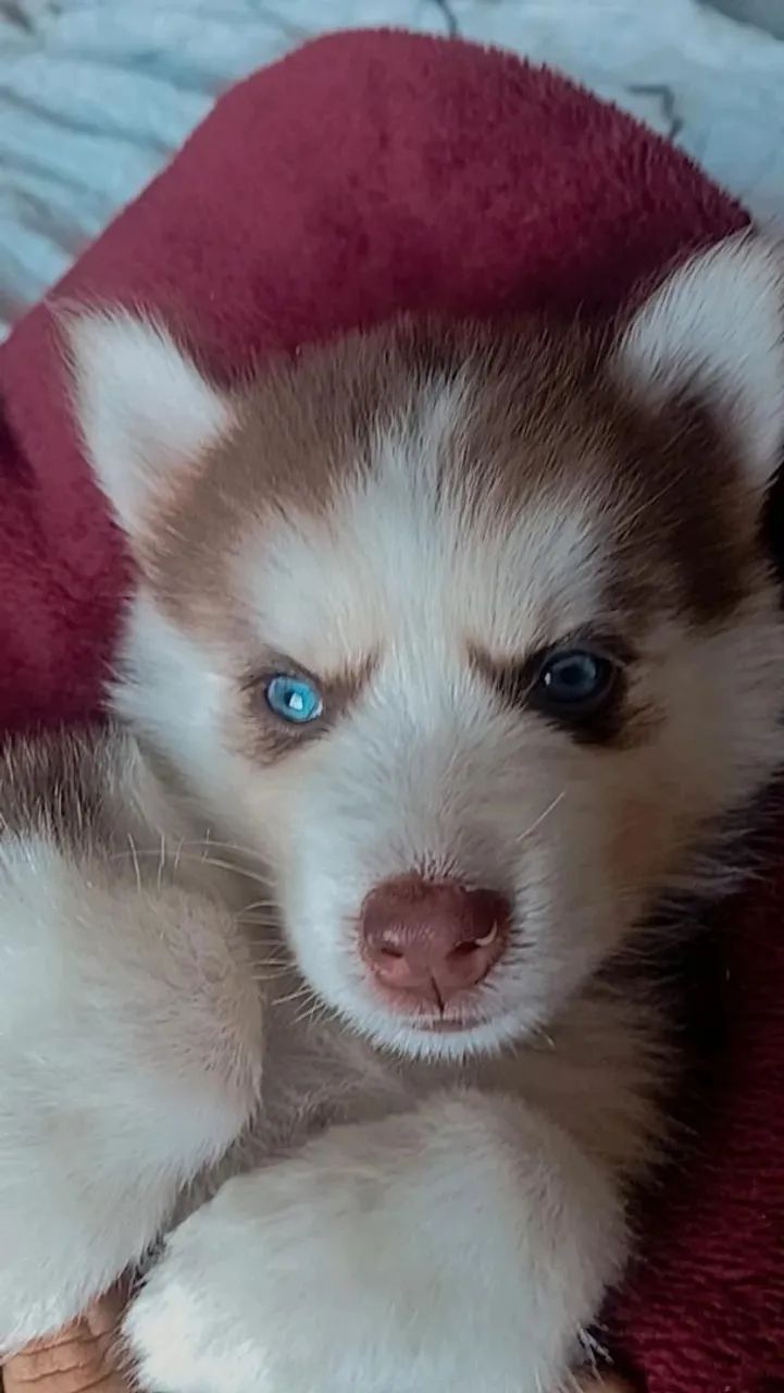 Husky siberiano  - Foto 5