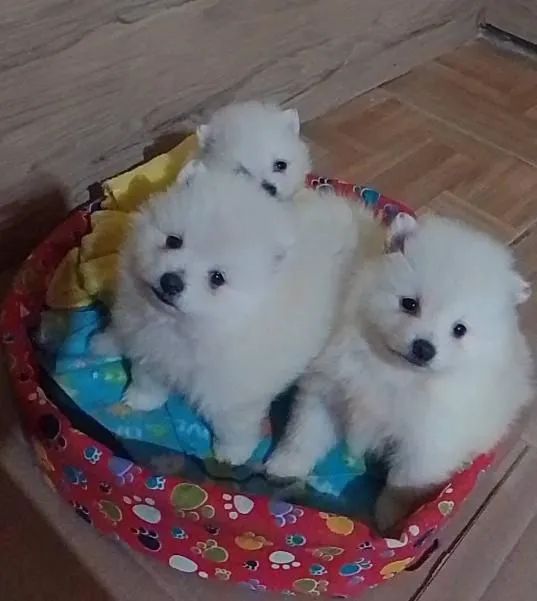 Spitz alemão/Lulu da Pomerânia 