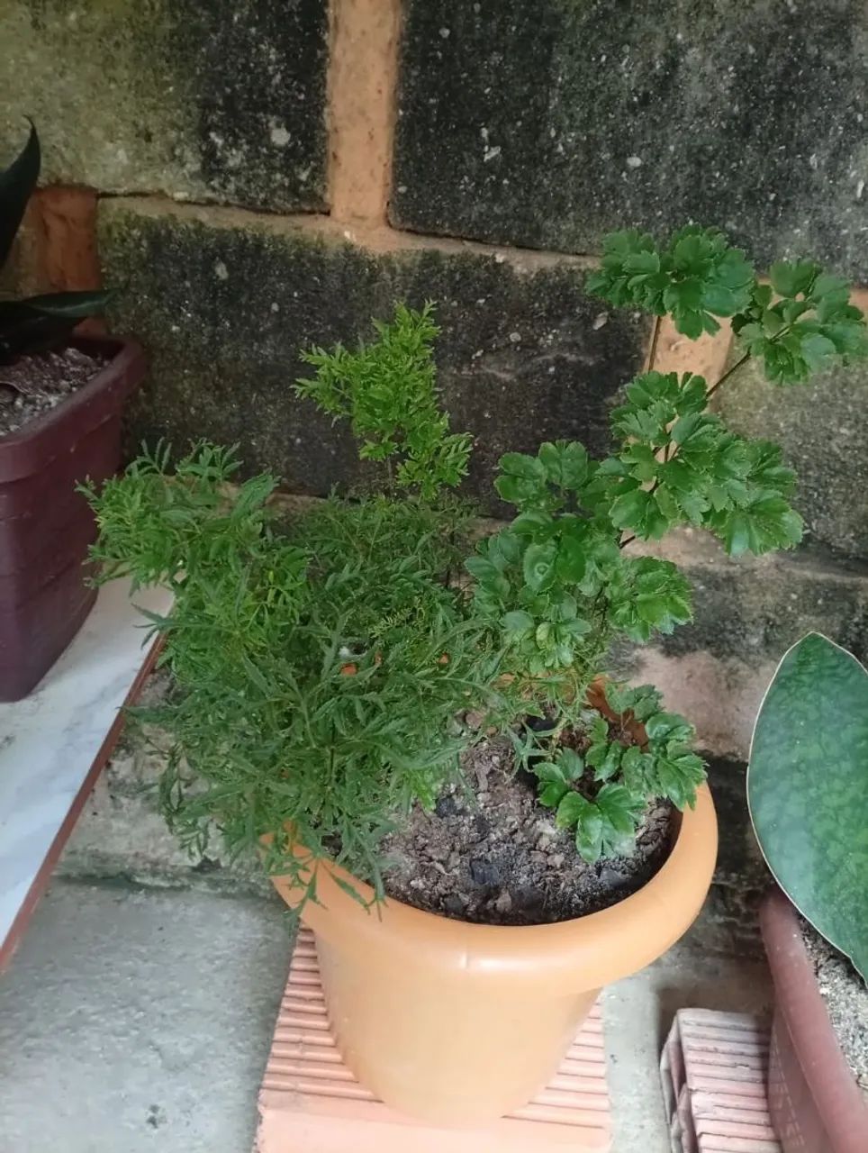 Plantas  - Foto 5