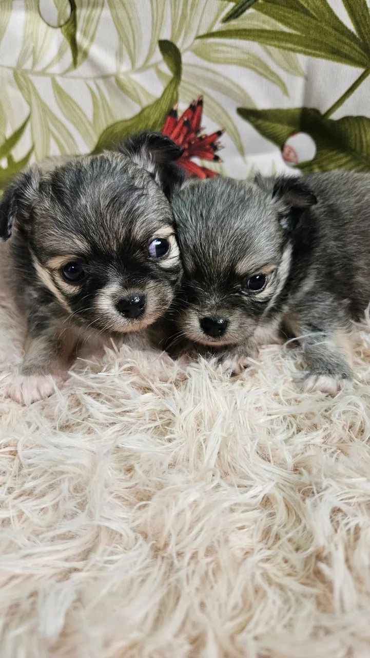 Chihuauha  - Foto 2