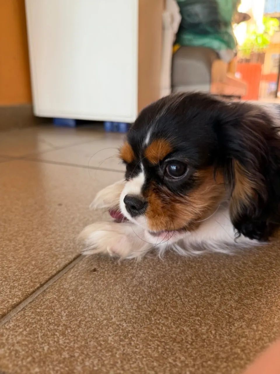 Cavalier king tricolor com 4 meses  - Foto 2
