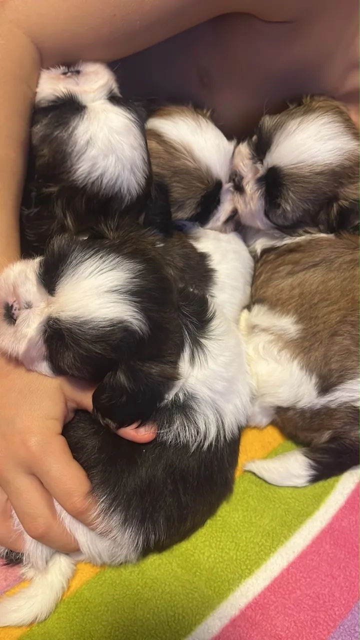 Filhote de shihtzu 